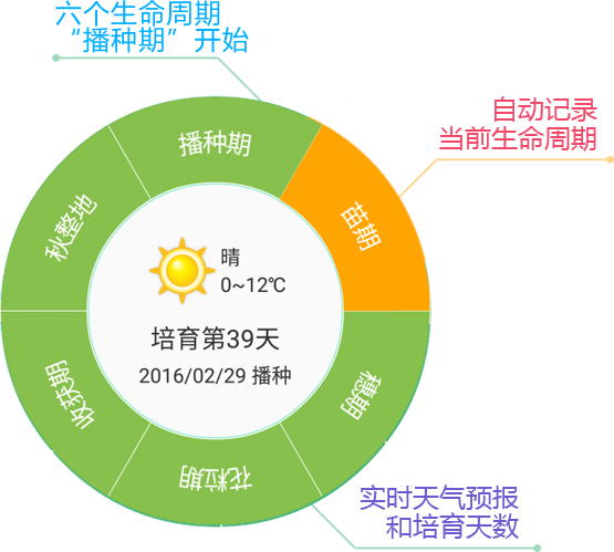 玉米周期